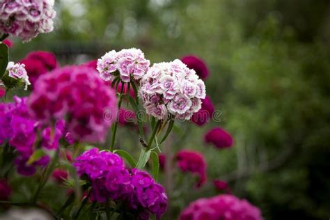  Your Garden: A Journey through Turkish Blooms! A Celebration of Nature’s Tapestry